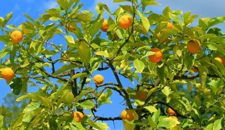 ASAJA, COAG,  UPA y Cooperativas Agroalimentarias de denuncian las imposiciones de AGROSEGURO a la hora de consensuar el sistema de seguros agrarios