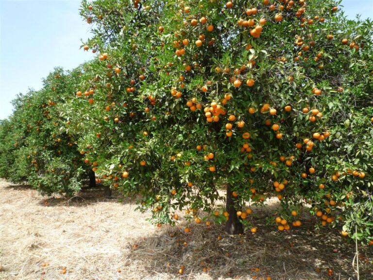 Asaja Córdoba: La campaña de la naranja se encuentra al 35% con una previsión de buena cosecha