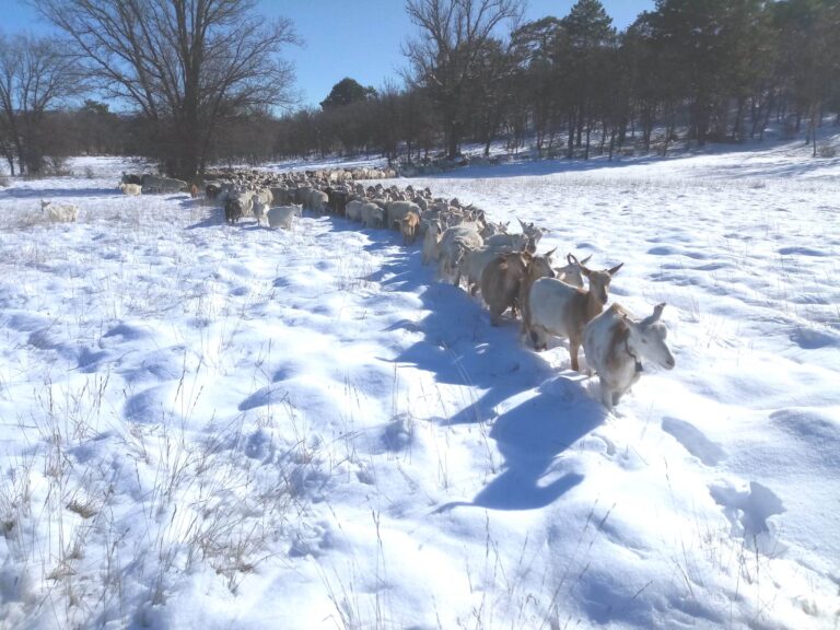 Asaja Castilla la Mancha alerta de las graves repercusiones que el temporal tendrá para la ganadería extensiva