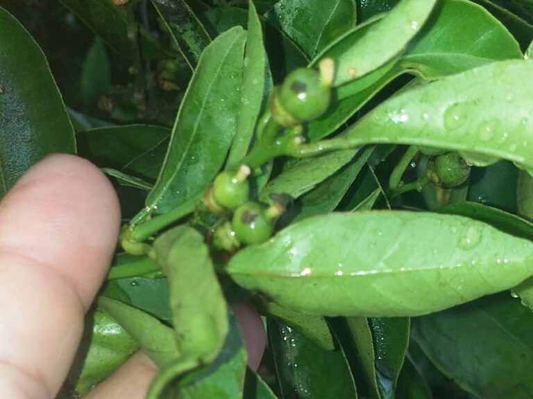 Una tormenta de pedrisco azotó ayer más de 4.000 hectáreas de cultivo en L’Horta Sud y La Ribera Alta
