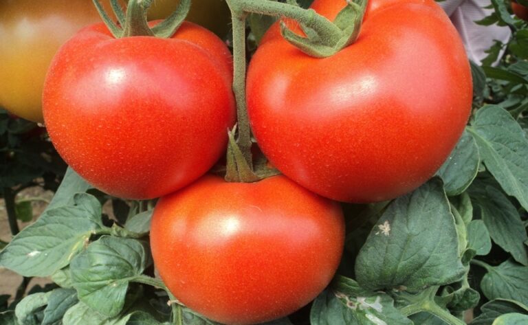 La dejadez de las administraciones provoca la pérdida del 16% de la superficie  de tomate en Almería en 9 años