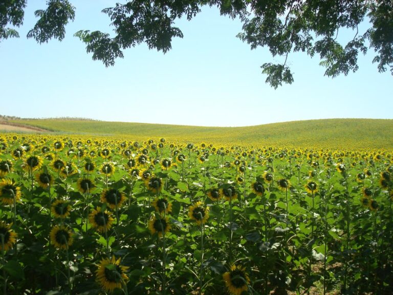 Asaja Córdoba, La superficie de girasol se reduce en torno al 15% en la provincia por su escasa rentabilidad