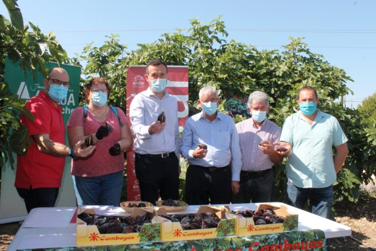 La producción de brevas del Camp d´Elx se reduce este año un 50% y alcanzará solo los 600.000 kilos y la de higos tendrá excelente cantidad y esperan alcanzarse 1.500.000 kilos