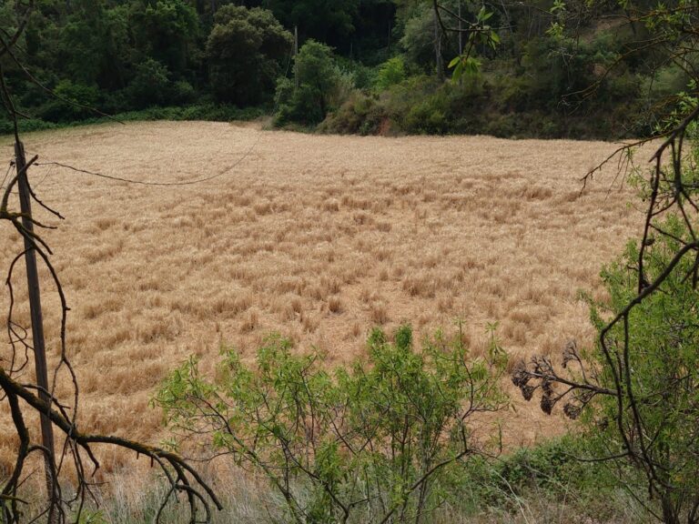 El sector cerealista de ASAJA en Catalunya denuncia graves destrozos por las manadas de jabalíes en los campos de cereal