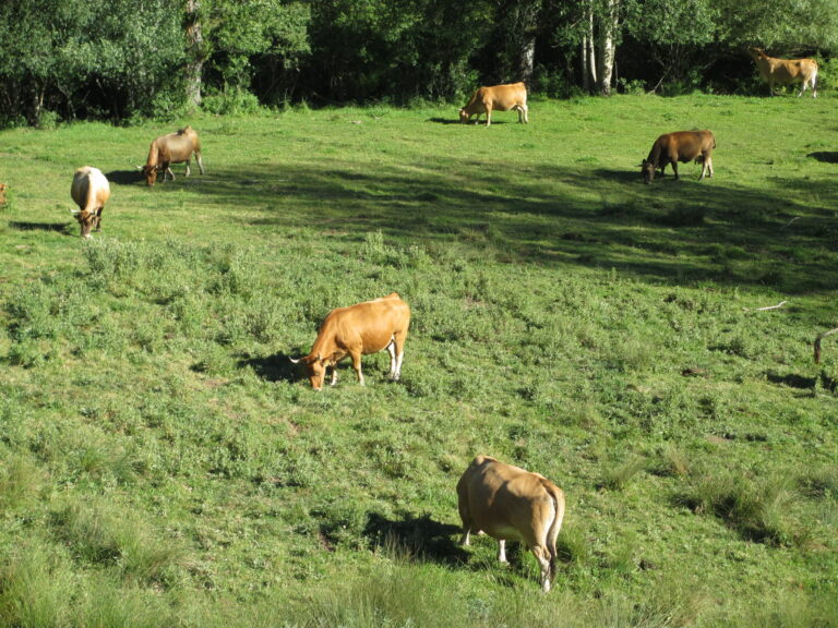 Asaja CyL valora que se flexibilice la recuperación de fincas abandonadas para uso agrícola y pastos
