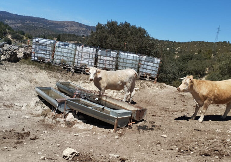 Asaja Valencia AVA urge ayudas para detener el sacrificio de vacas en Els Ports por la sequía