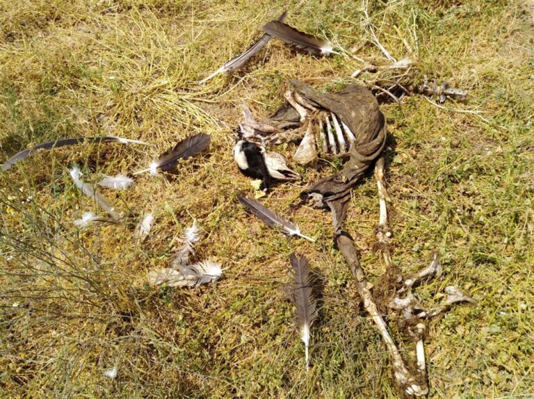 ASAJA Salamanca alerta de un nuevo ataque de buitres a animales vivos