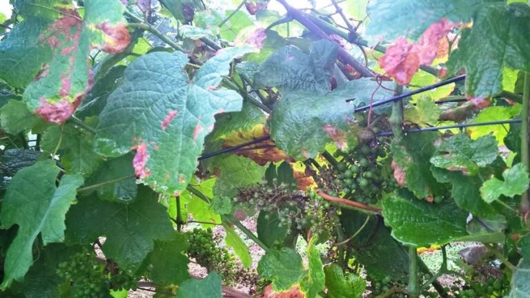 Asaja Barcelona valora positivamente que la Generalitat dé ayudas para las pérdidas del mildiu a en viña