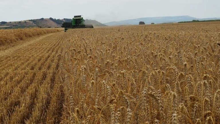 El proyecto ‘Tricum Rioja’ consigue mejorar los rendimientos del trigo de alta calidad tras dos años de ensayos en parcelas