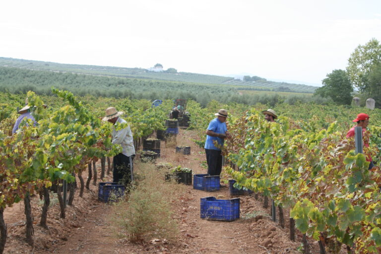 La vendimia se encuentra al inicio de su variedad Pedro Ximénez