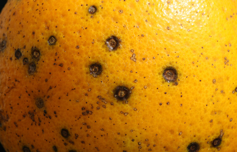 La Unión Europea detecta mancha negra por primera vez en naranjas de Egipto