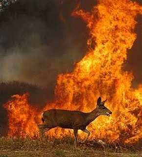 El Gobierno compensará a los agricultores afectados por los incendios forestales