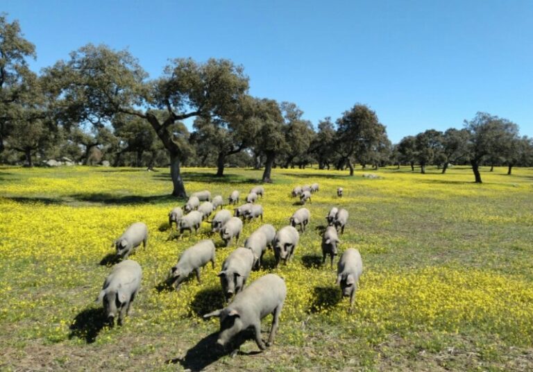 Asaja Córdoba propone una moción a los ayuntamientos del norte de la provincia en apoyo al cerdo ibérico en extensivo