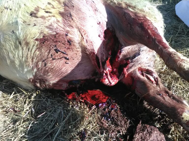 Asaja Salamanca lamenta un nuevo ataque de lobo en Villasbuenas en la comarca de Vitigudino