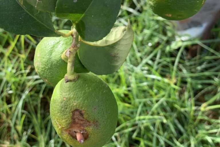 Asaja Alicante anuncia que el aforo de limones no llegará al millón de toneladas, cifra muy inferior a la previsto por el Ministerio