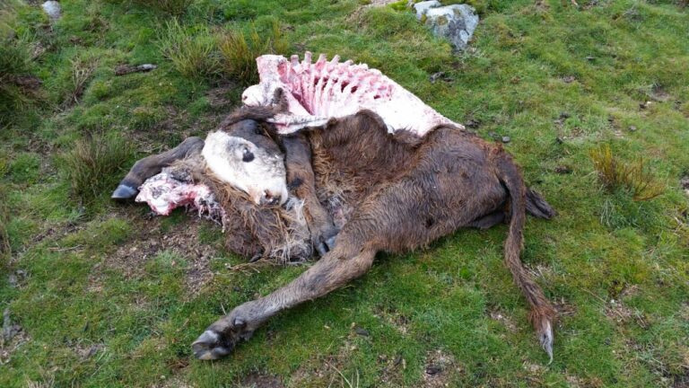 ASAJA de Ávila denuncia un nuevo ataque de lobos con una res muerta en Las Navas del Marqués
