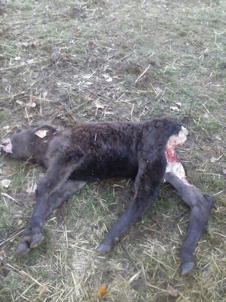 Nuevo ataque de lobos al ganado en explotaciones del Puerto de Villatoro