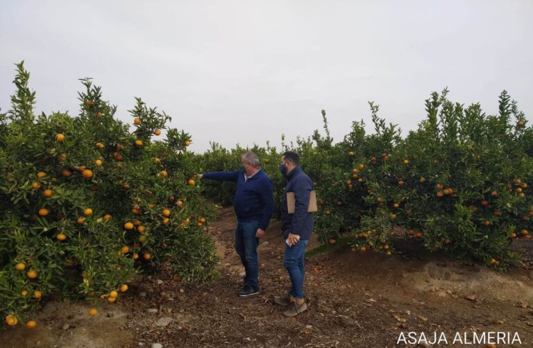 Asaja Almería pide a agroseguro que indemnice los daños causados por  rajado en cítricos