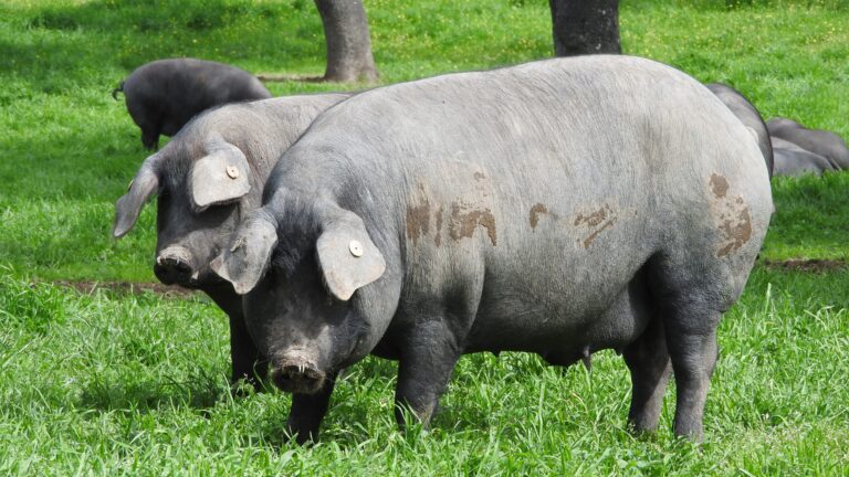 Comienza la montanera en la dehesa cordobesa con una situación del mercado preocupante