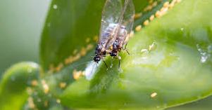 Asaja Valencia AVA alerta de que el vector Trioza erytreae del HLB llega al Cabo de San Vicente y se acerca a Huelva