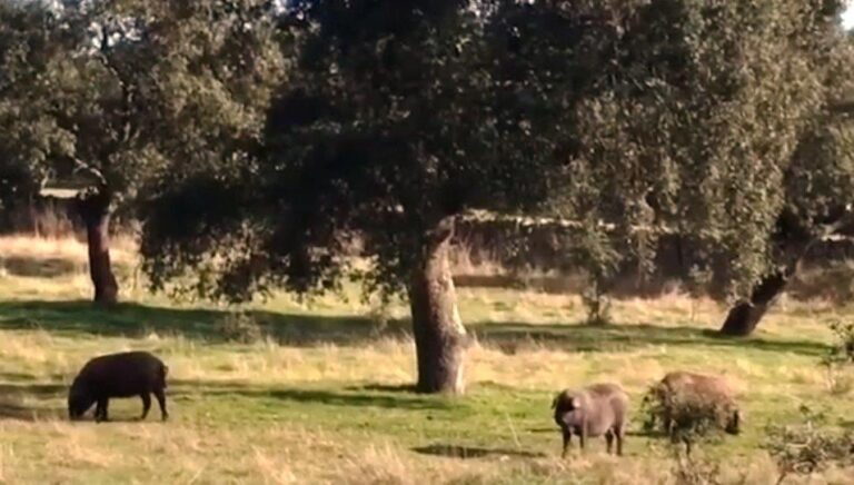 Comienza la montanera en la dehesa cordobesa con buenas previsiones