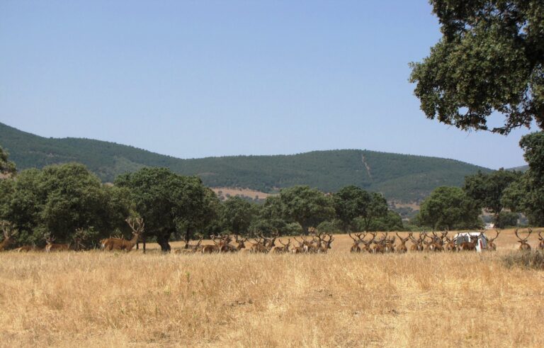 Condiciones de los cerramientos cinegéticos en Extremadura