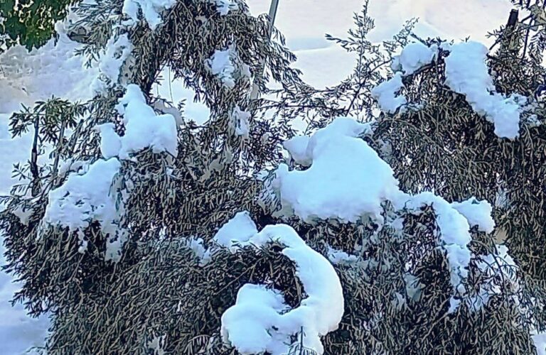 Asaja Madrid alerta de los incalculables daños ocasionados por Filomena en la agricultura y la ganadería de la Comunidad y avisa de las importantes pérdidas del olivar