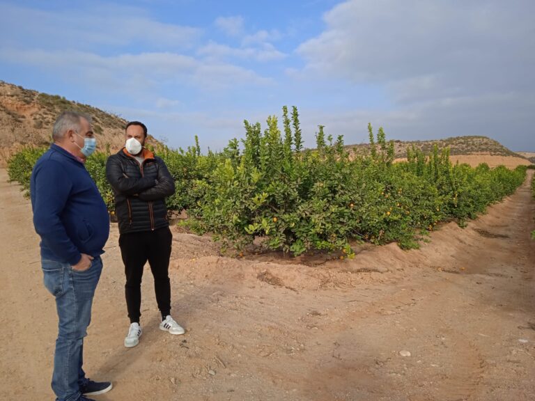 Asaja Almería advierte que la campaña de cítricos sufre precios un 30% por debajo de los del año anterior