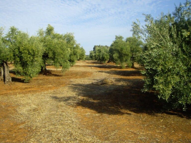 Córdoba. La producción de aceite se reduce a la mitad en el tercer mes de campaña