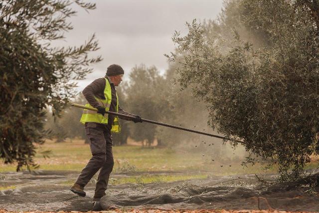Asaja considera inasumible la subida del SMI para el sector agrario