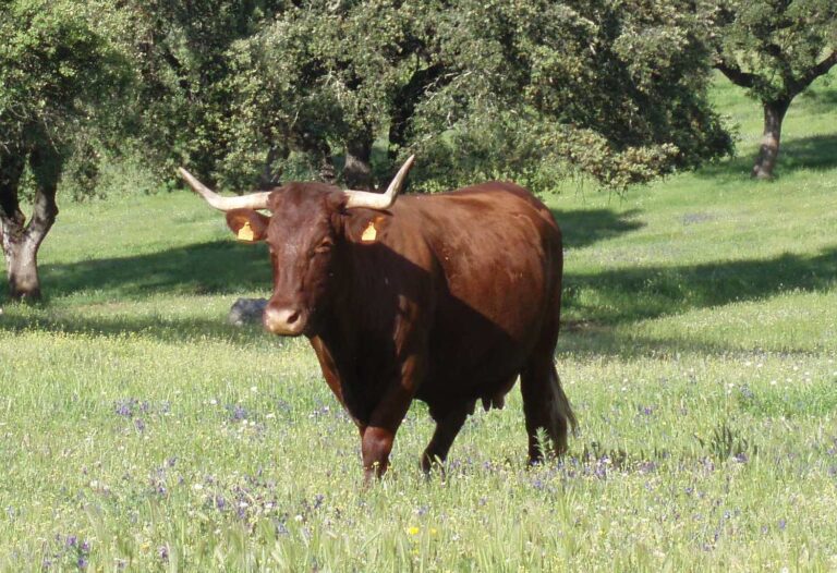 Asaja augura un 2024 conflictivo para un campo presionado por la baja rentabilidad y una que limita la producción