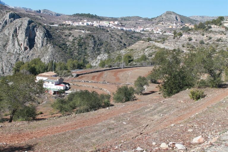 ASAJA Alicante considera un despropósito que Conselleria no haya publicado las indemnizaciones para los afectados por la Xylella y no haya puesto sobre la mesa un plan de replantación