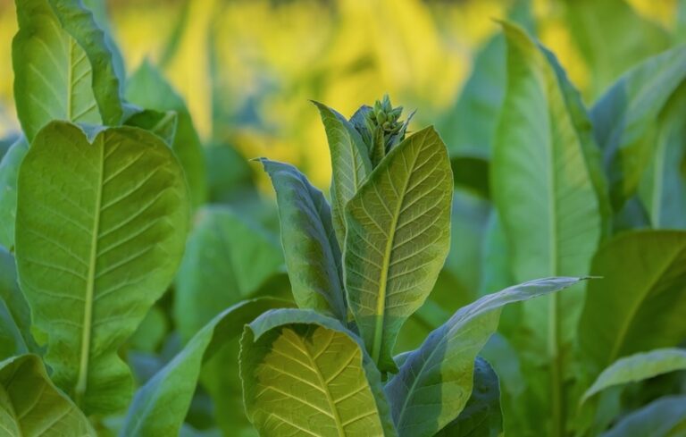 El sector del tabaco extremeño se reunirá con Planas para reclamarle que se posicione y defienda al cultivo