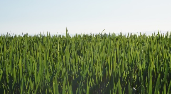 Asaja Palencia. La lonja de León acusa el nerviosismo en la cotización de los cereales, que vuelve a la tendencia bajista