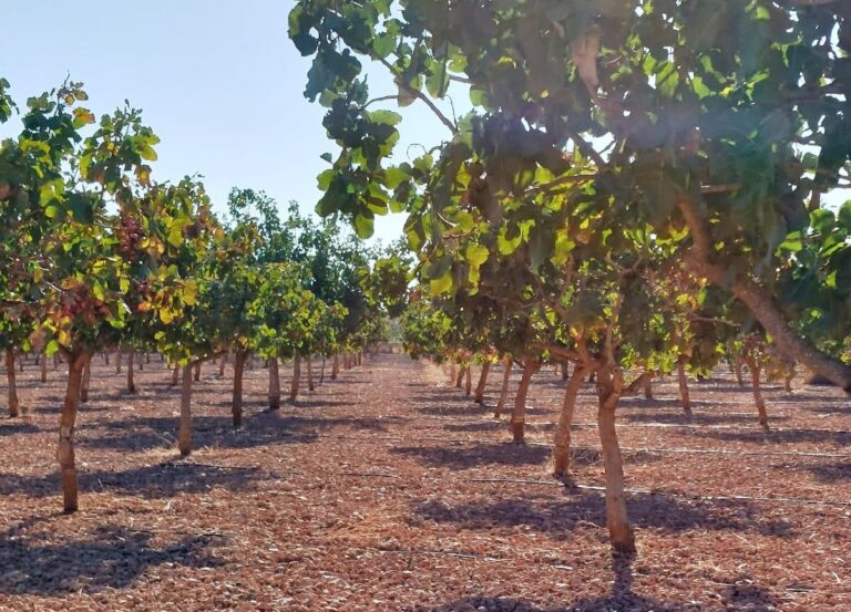 Asaja Castilla La Mancha califica las medidas aprobadas por la sequía como “netamente insuficientes”