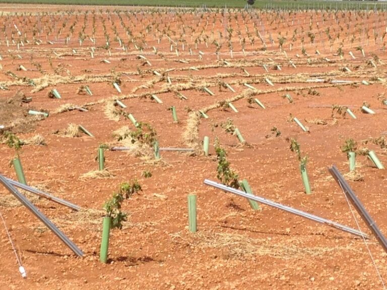 ASAJA Albacete señala que las pérdidas en cultivos como la viña en algunos municipios de La Manchuela podrían llegar a ser del 80% debido  a las tormentas de agua y piedra