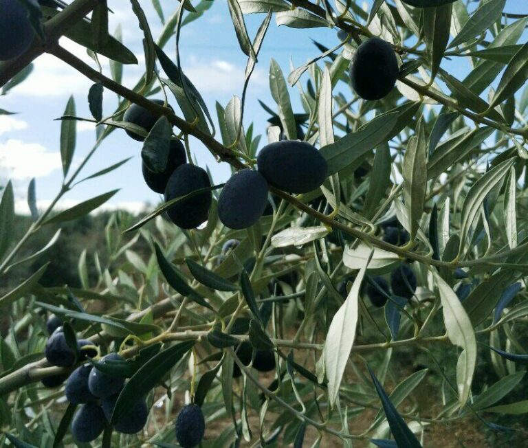Asaja-Jaén destaca las buenas salidas de aceite al mercado y espera que el ritmo se incremente en los próximos meses