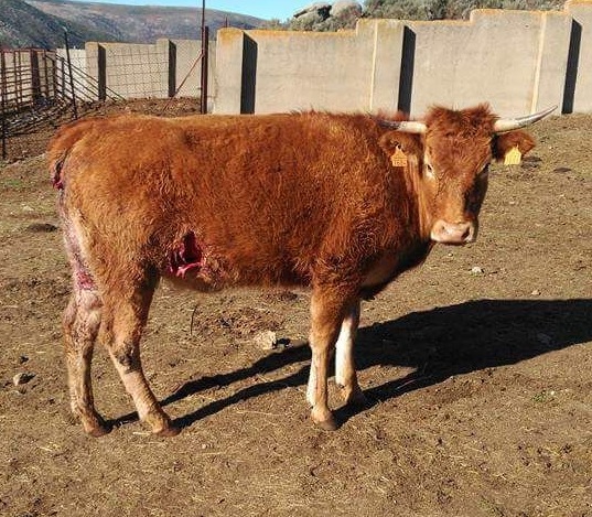 Apag Extremadura Asaja exige al Ministerio soluciones con respecto a la tuberculosis por el exceso de celo en la aplicación de la normativa