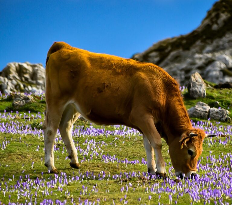 En marcha la nueva edición de ‘Objetivo Vacuno’, el certamen de fotografía que sitúa en el centro al sector español de vacuno de carne