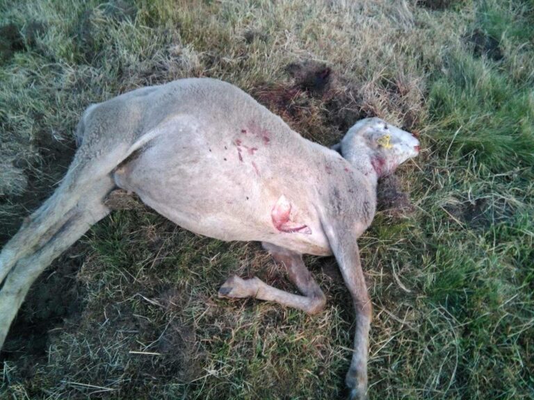 Nuevo ataque de lobos a la ganadería abulense: seis ovejas muertas, dos heridas y diez desaparecidas en Serranillos