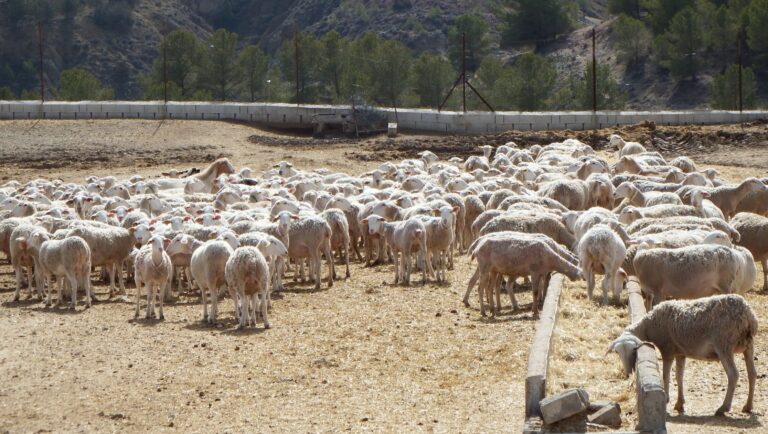 Asaja Almería valora el potencial ganadero de la provincia con más de un millón de cabezas