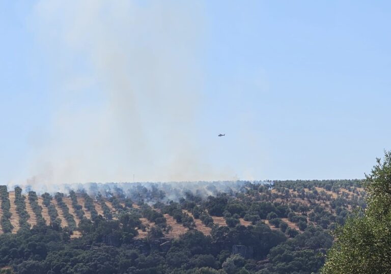 Las obligaciones de la PAC ponen en riesgo a los olivares de sierra por peligro de incendio