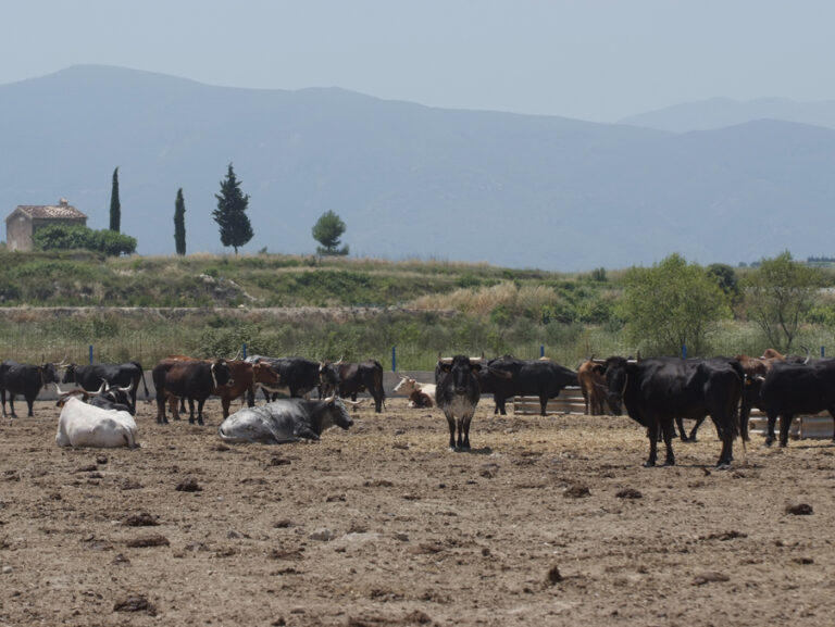 Los ganaderos de ‘bous al carrer’ se concentran mañana en Valencia para reclamar al Consell medidas que eviten el sacrificio de más animales