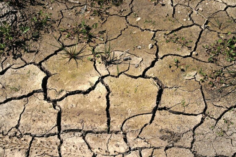Las pérdidas sufridas por la sequía pueden alcanzar los 8.000 millones de euros y  ponen al sector agrario español ante una situación crítica