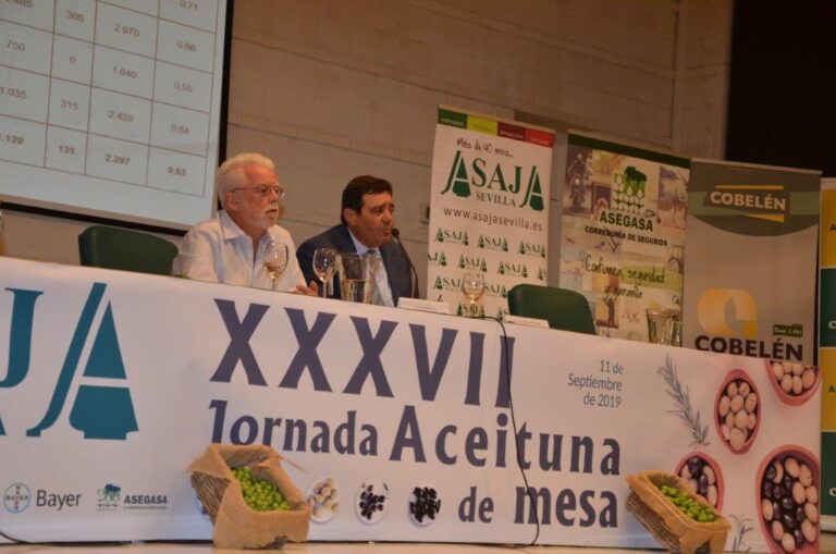 Asaja Sevilla: Se elevan los precios de la aceituna de mesa de todas las variedades ante la previsión de una corta cosecha
