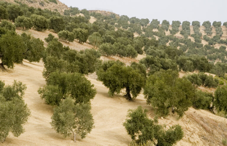 ASAJA-Jaén asegura que faltará aceite, incluso si la próxima campaña alcanzara récord de producción