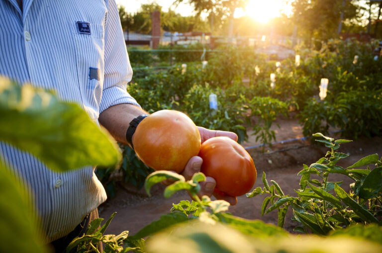 Asaja señala que el precio del tomate esta campaña baja un 29%
