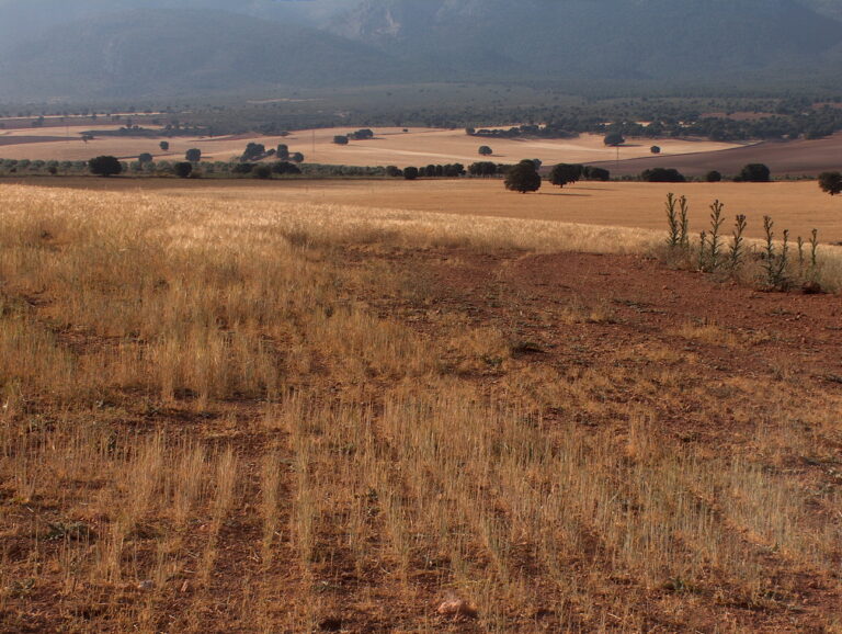 Cultivos de hortalizas, cereales y olivar amenazados por la voracidad de los conejos de campo