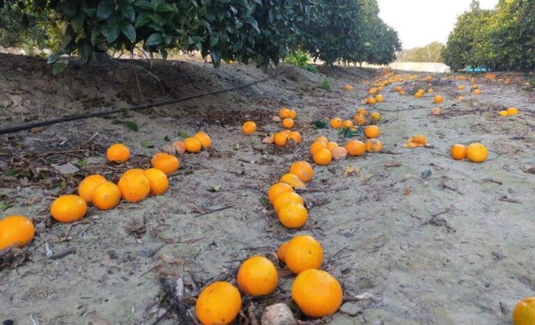 Asaja Alicante denuncia los bajos precios en el final del primer tramo de la campaña de la naranja, con unas pérdidas económicas de 50 millones de euros