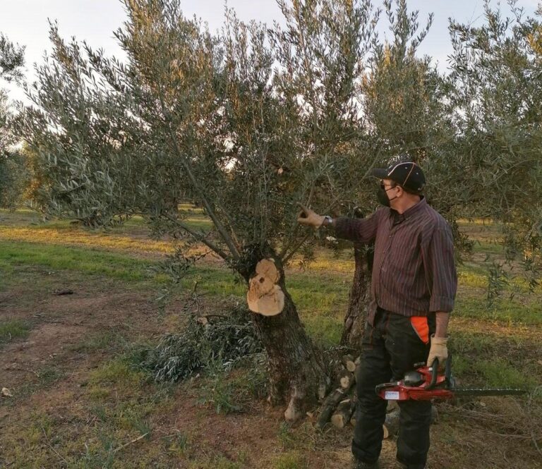 Asaja Córdoba afirma que prohibir la poda entre marzo y agosto es “otro disparate” de la nueva PAC